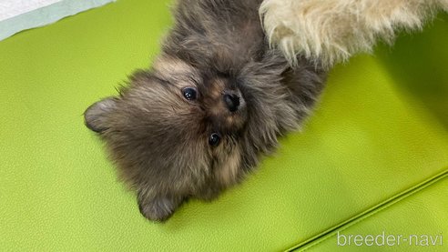 成約済の兵庫県のポメチワ:ポメラニアン×チワワ-323682の4枚目